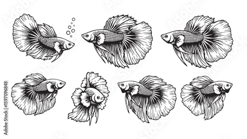Striking set of fighting fish (Betta fish) in various dynamic poses. Pet.