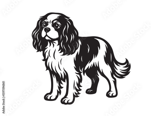 Elegant black and white Cavalier King Charles Spaniel dog standing, perfect for pet-themed designs.