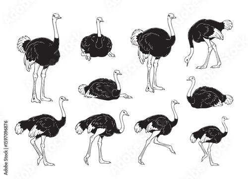 Dynamic set of ostriches in various poses, suitable for wildlife, speed, or exotic themes.