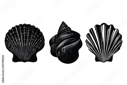 detailed silhouette of seashell collection with unique patterns