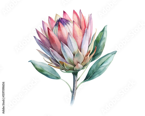 watercolor Protea Branch vector illustration isolated on white background