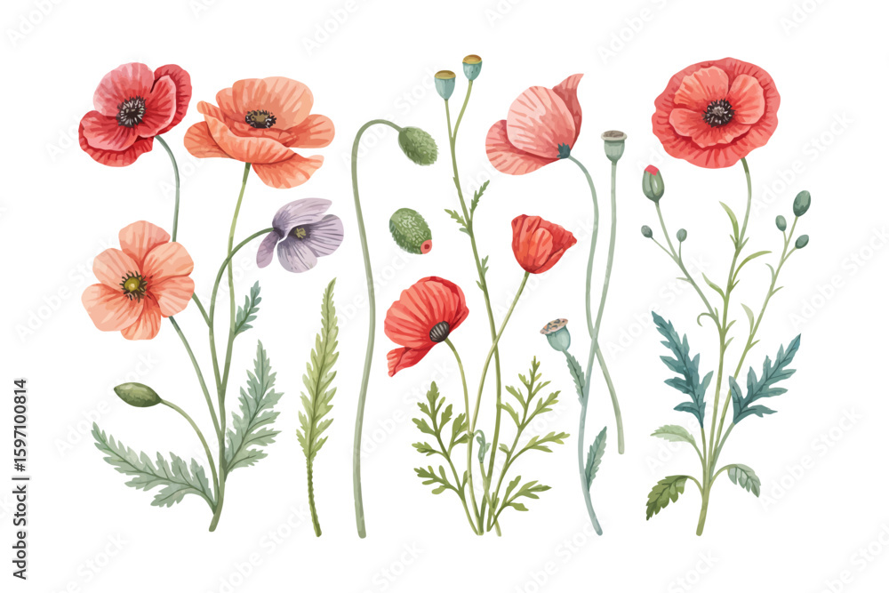 Fototapeta premium set of watercolor Poppy Branch vector illustration isolated on white background