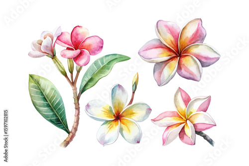 set of watercolor Plumeria Branch vector illustration isolated on white background