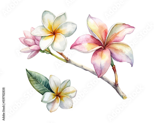 watercolor Plumeria Branch vector illustration isolated on white background