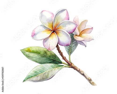 watercolor Plumeria Branch vector illustration isolated on white background