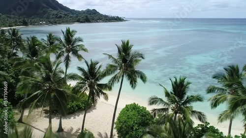 tropical beach with palm trees