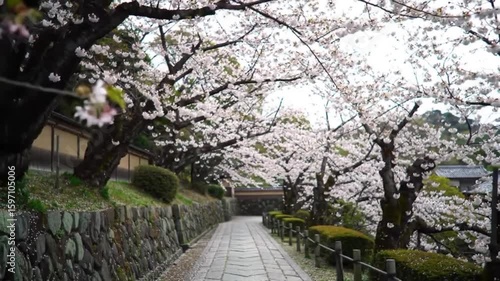 cherry blossom in spring
