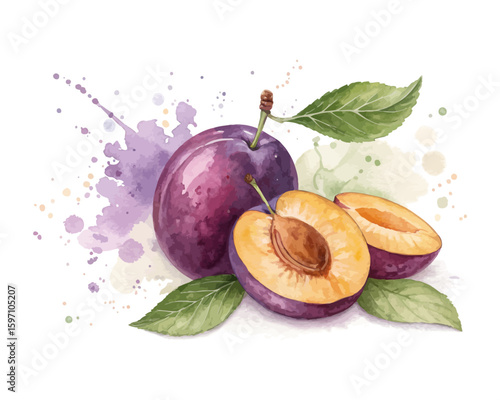 watercolor Plum vector illustration isolated on white background