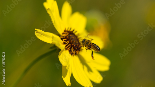 bee flying towards yellow bush sunflower