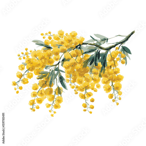 Branch of mimosa watercolor illustration