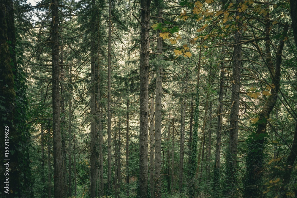 Lush Forest Landscape with Tall Evergreen Trees Lush Forest Landscape with Tall Evergreen Trees