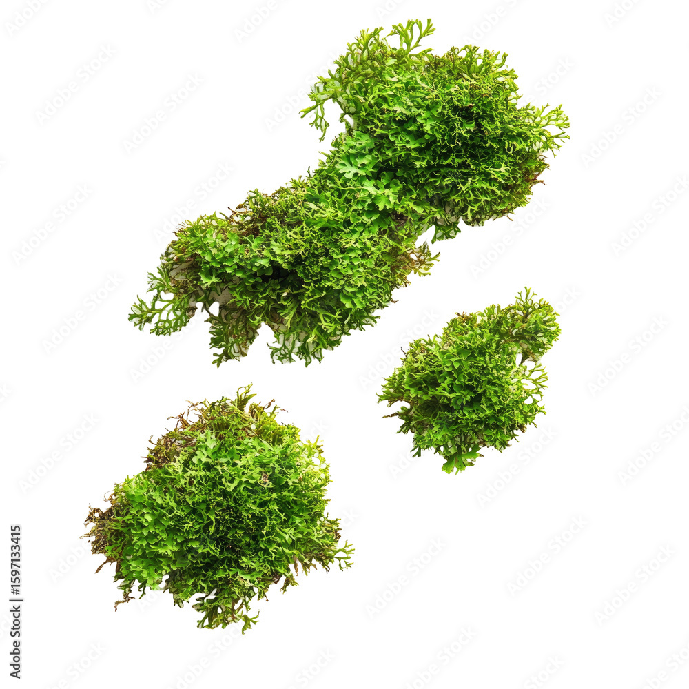 Obraz premium Three clusters of fresh green moss isolated on white background