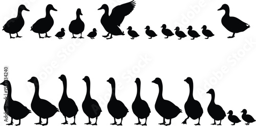 Silhouette illustration of ducks and geese walking in rows, perfect for nature, wildlife, farm animal vector clipart and design projects