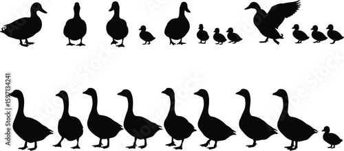 Silhouette collection of ducks and geese walking and flying, ideal for wildlife, nature, farm animal designs, vector and clipart use