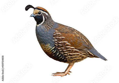 Detailed portrait of a male california quail with distinctive head plume isolated on transparent background