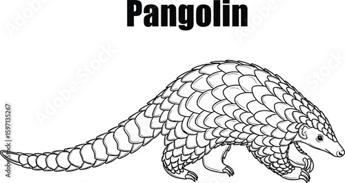 Detailed line art showcases a pangolin, an endangered mammal known for its scales, perfect for educational materials, coloring books, or wildlife conservation campaigns.