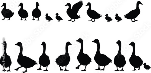 Silhouettes of ducks and geese in various poses, standing and walking, perfect for wildlife, farm animal, and nature designs