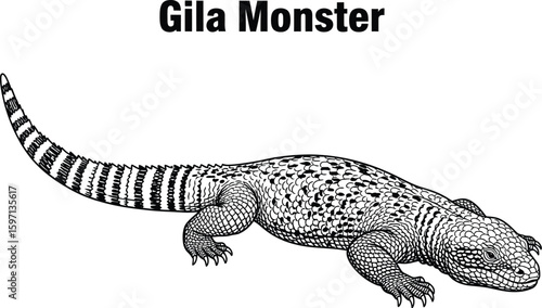 Detailed line art showcases a Gila monster, a venomous lizard native to the southwestern United States and Mexico, highlighting its distinctive patterned skin and robust build.