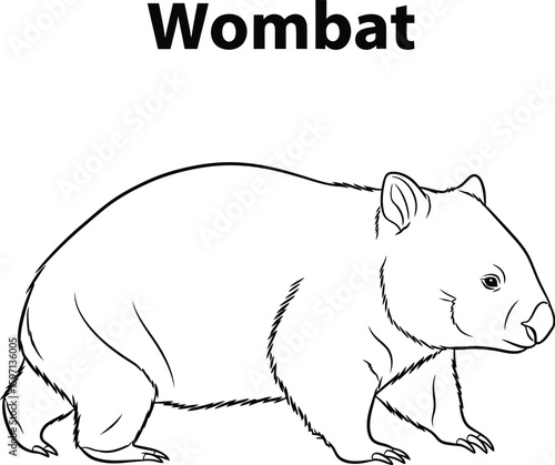 Detailed line art showcases a wombat illustration, perfect for educational materials, coloring books, or wildlife-themed designs, highlighting its unique features and simple style.