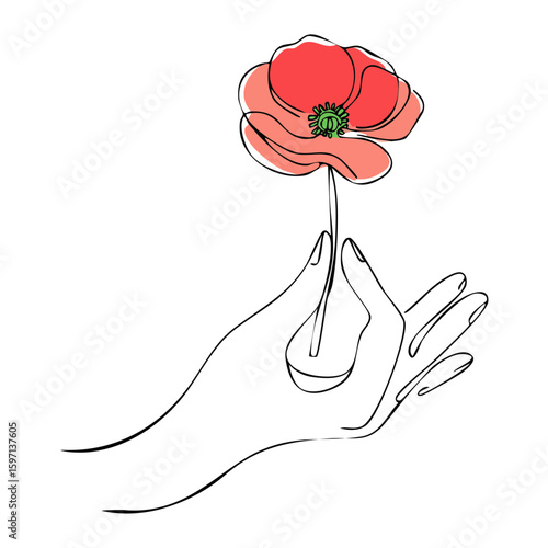 Single flower drawing, Hand delicately holding a single, vibrant poppy flower bloom