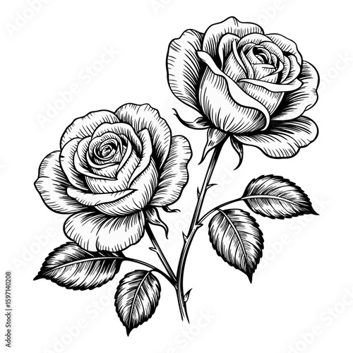 Drawing of roses, engraved style rose art, engraving roses black and white	
