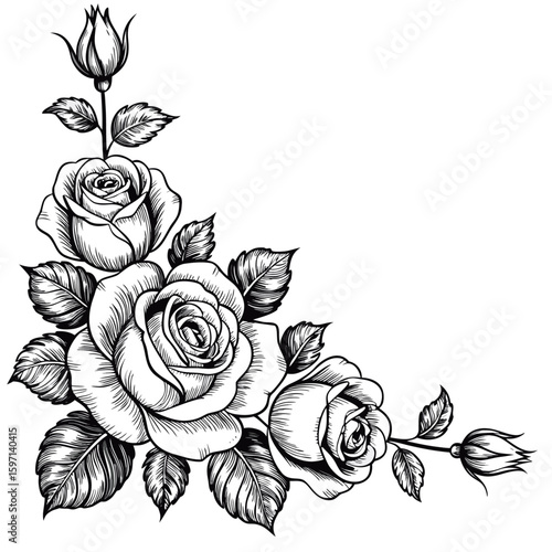 Drawing of roses, engraved style rose art, engraving roses black and white	