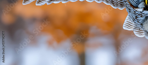 An owl’s wing is broad, soft-feathered, and silent in flight, built for stealth. Its layered feathers muffle sound, while the powerful span glides gracefully through moonlit skies with ease.