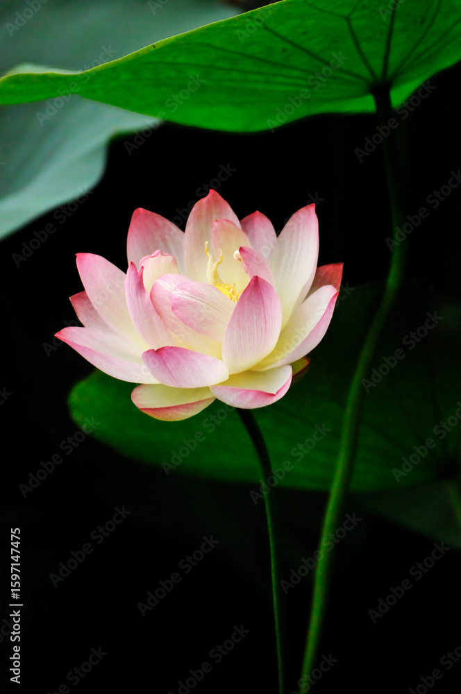 Obraz premium blossoming lotus flowers