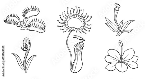 Various carnivorous plants depicted in a line drawing showcasing different species and structures