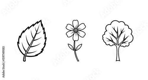 Illustration showing a leaf, a flower, and a tree, all in a line art style, presented side by side nicely