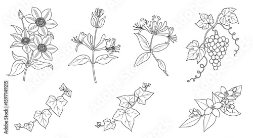 Botanical line art featuring clematis, honeysuckle, grapes, and ivy in detailed illustrations