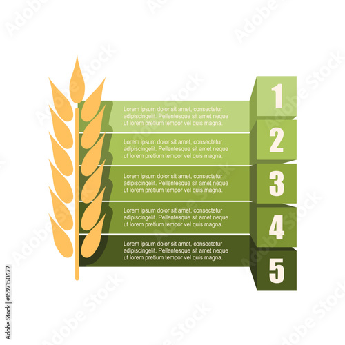 Wheat stem with five features or option of project to select. Minimal infographic illustration for business and food production information visualization.