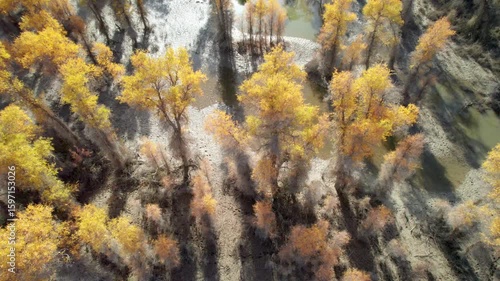 Drone view of golden populus euphratica forest in Gobi desert on sunny autumn day in Tarim Poplar Forest park, Taklamakan Desert, Xinjiang, China, 4k real time high angle view footage, travel concept.
