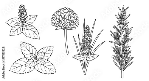 Detailed line drawing featuring various herbs and plants with distinct leaf shapes and textures