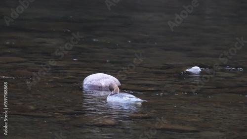 The scaly-sided merganser or Chinese merganser (Mergus squamatus) is an endangered typical merganser (genus Mergus). This photo was taken in Japan