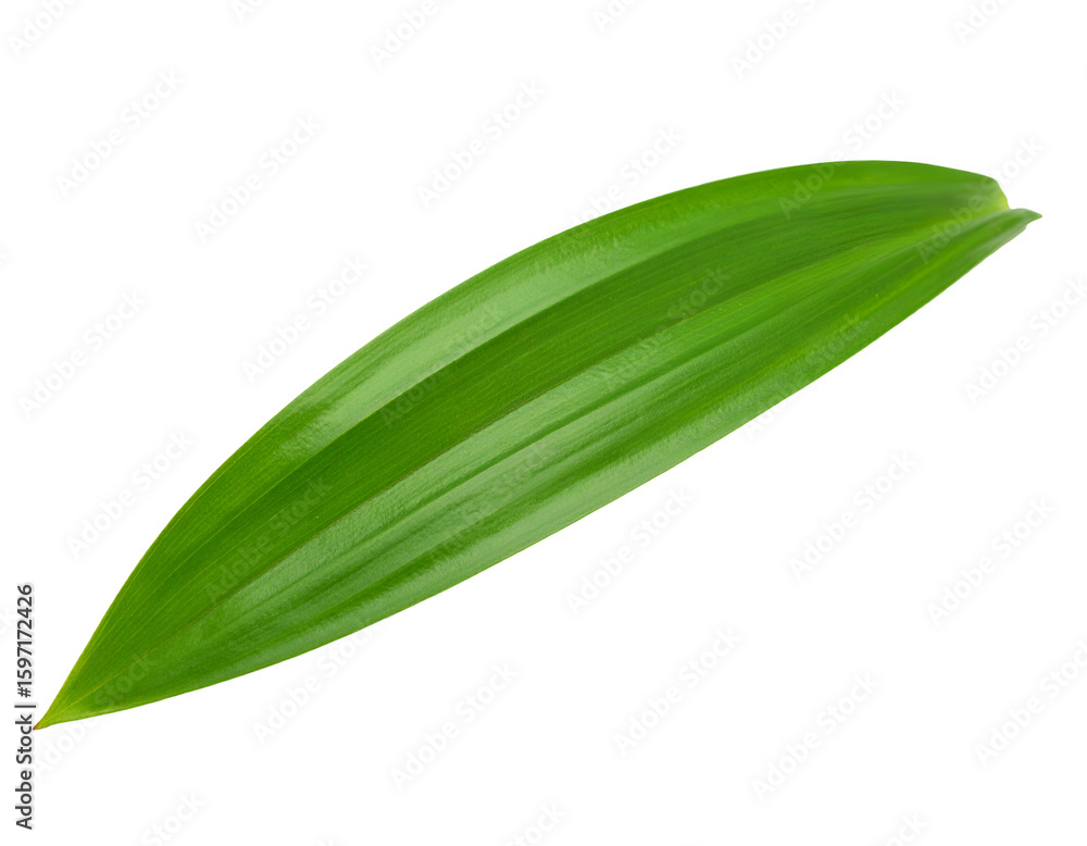 Obraz premium single pandan leaf isolated on transparent png