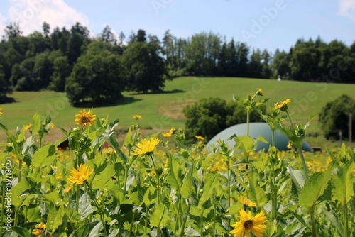 Silphie - Energiepflanze und Bienenweide Biogasanlage
