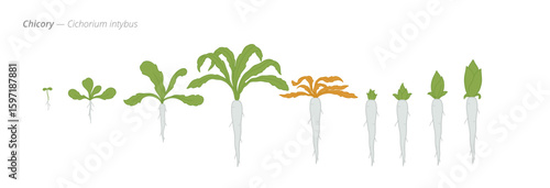 Illustrating the growth stages of chicory plants