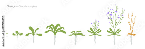Growth stages of chicory from seed to harvest time