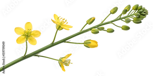 yellow flowers on green stem