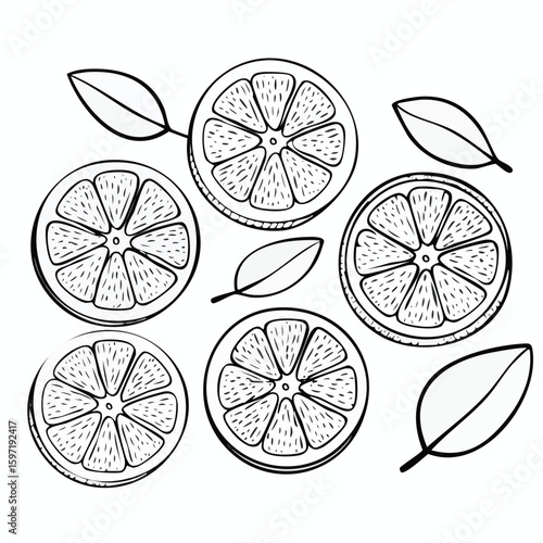 Black and white line drawings of sliced oranges and leaves citrus fruit