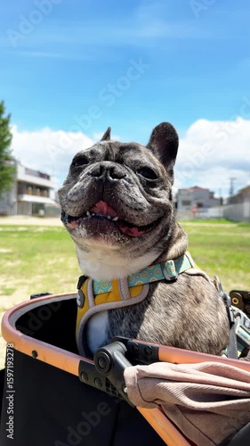 french bulldog in a park