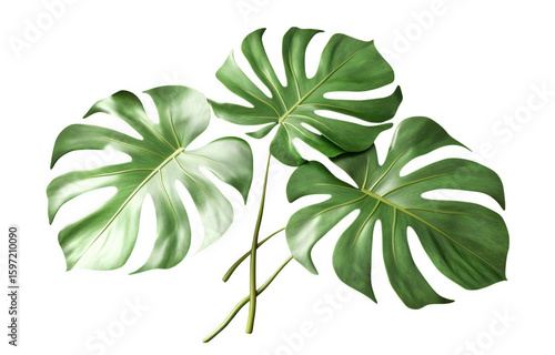 Large monstera leaves create vibrant and tropical atmosphere, perfect for enhancing interior decor or botanical themes. Their unique shapes and rich green colors add touch of nature beauty