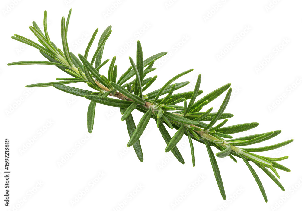 Fototapeta premium Fresh rosemary sprig isolated on white background, showcasing vibrant green leaves, ideal for culinary use