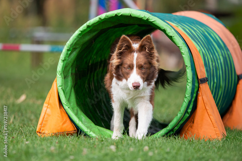 A brown and white Border Collie dog runs through a green and orange tunnel during agility training on grass. The focused gaze and dynamic movement capture the concentration and energy of the sport dog