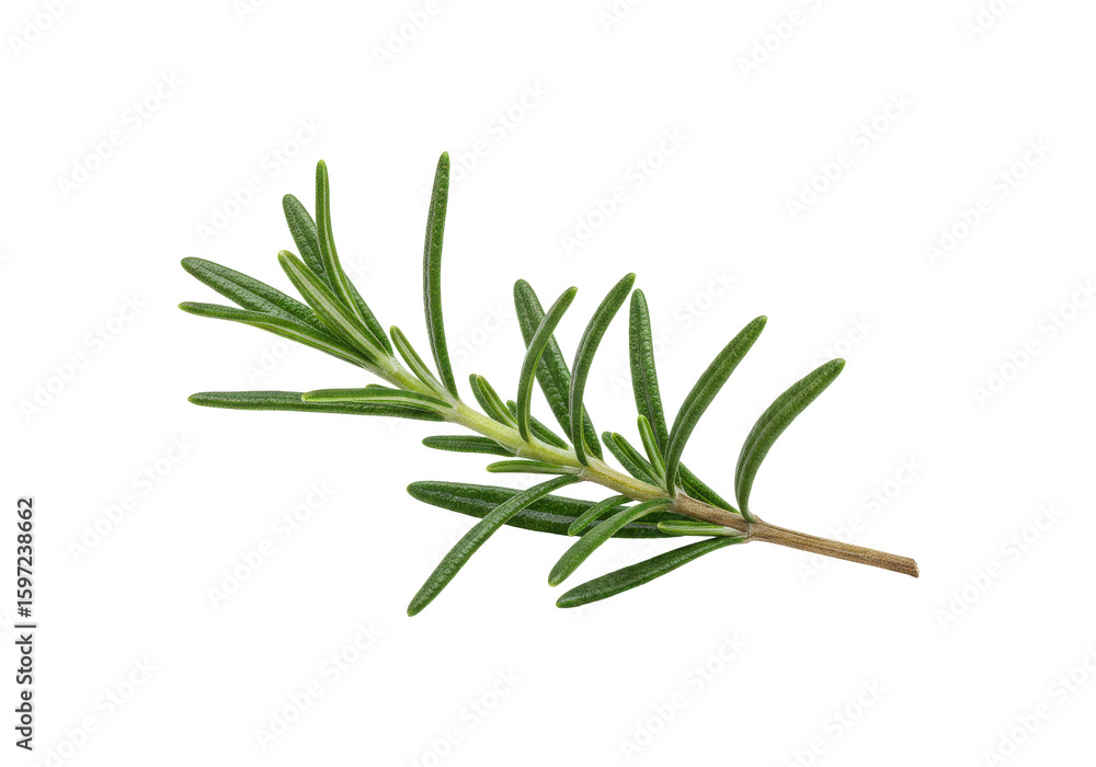 Fototapeta premium Fresh rosemary sprig on a transparent background, ideal for culinary and herbal use