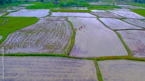 4K Top-Down Drone Footage of Rice Fields in Rural India with Farmer Working - 4K static top-down drone footage showing divided rice plots in rural India with a farmer working in one of the fields.