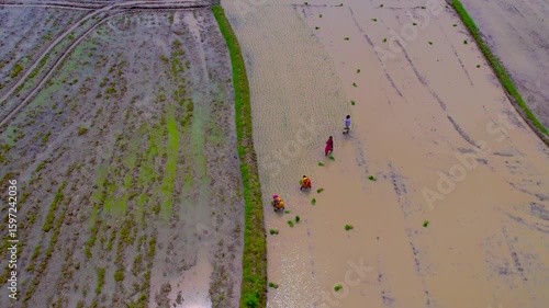 4K Drone Footage of Women Planting Rice Saplings in Monsoon Paddy Field – Rural India, - Aerial tracking shot of four rural Indian women manually planting rice saplings in a flooded paddy field during