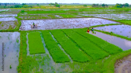 4K Drone Footage of Indian Farmer Ploughing Field with Two White Oxen – Traditional Agriculture - Rare and culturally rich aerial drone footage capturing a rural Indian farmer ploughing his field usin