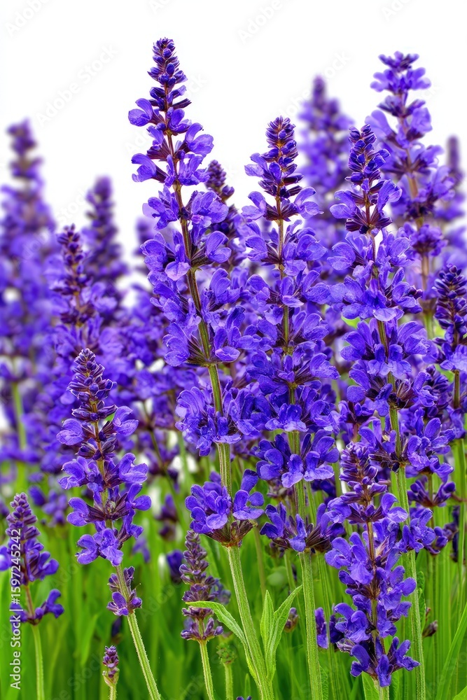 Close Up Of Purple Lavender Flowers Close Up Of Purple Lavender Flowers